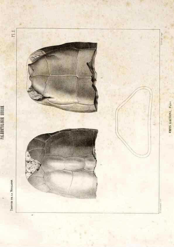 Reproducción/Reproduction 7676275496: Mémoire sur les animaux vertébrés trouvés dans le terrain sidérolitique du canton de Vaud et appartenant à la faune éocène /. Genève :Kessmann,1855-57.