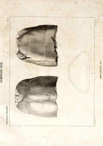 Reproducción/Reproduction 7676275496: Mémoire sur les animaux vertébrés trouvés dans le terrain sidérolitique du canton de Vaud et appartenant à la faune éocène /. Genève :Kessmann,1855-57.