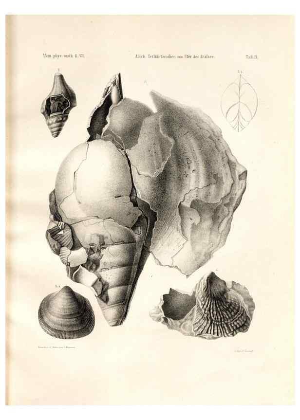 Reproducción/Reproduction 7676315340: Beiträge zur Paläontologie des Asiatischen Russlands /. St. Petersburg :Buchdruckerei der Kaiserlichen Akademie der Wissenschaften,1858.