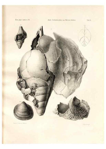 Reproducción/Reproduction 7676315340: Beiträge zur Paläontologie des Asiatischen Russlands /. St. Petersburg :Buchdruckerei der Kaiserlichen Akademie der Wissenschaften,1858.