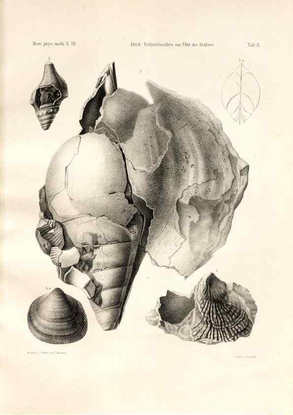Reproducción/Reproduction 7676315340: Beiträge zur Paläontologie des Asiatischen Russlands /. St. Petersburg :Buchdruckerei der Kaiserlichen Akademie der Wissenschaften,1858.