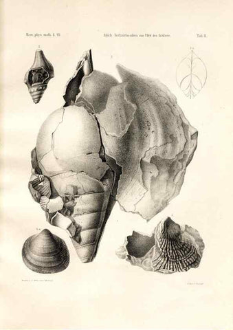 Reproducción/Reproduction 7676315340: Beiträge zur Paläontologie des Asiatischen Russlands /. St. Petersburg :Buchdruckerei der Kaiserlichen Akademie der Wissenschaften,1858.