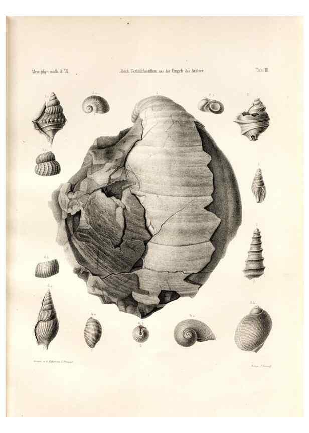 Reproducción/Reproduction 7676316520: Beiträge zur Paläontologie des Asiatischen Russlands /. St. Petersburg :Buchdruckerei der Kaiserlichen Akademie der Wissenschaften,1858.