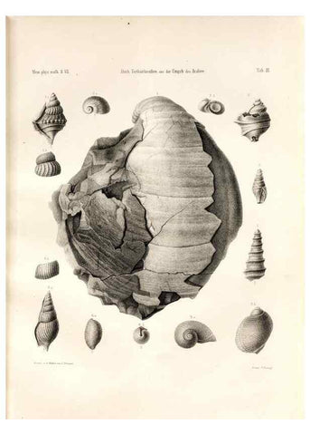 Reproducción/Reproduction 7676316520: Beiträge zur Paläontologie des Asiatischen Russlands /. St. Petersburg :Buchdruckerei der Kaiserlichen Akademie der Wissenschaften,1858.