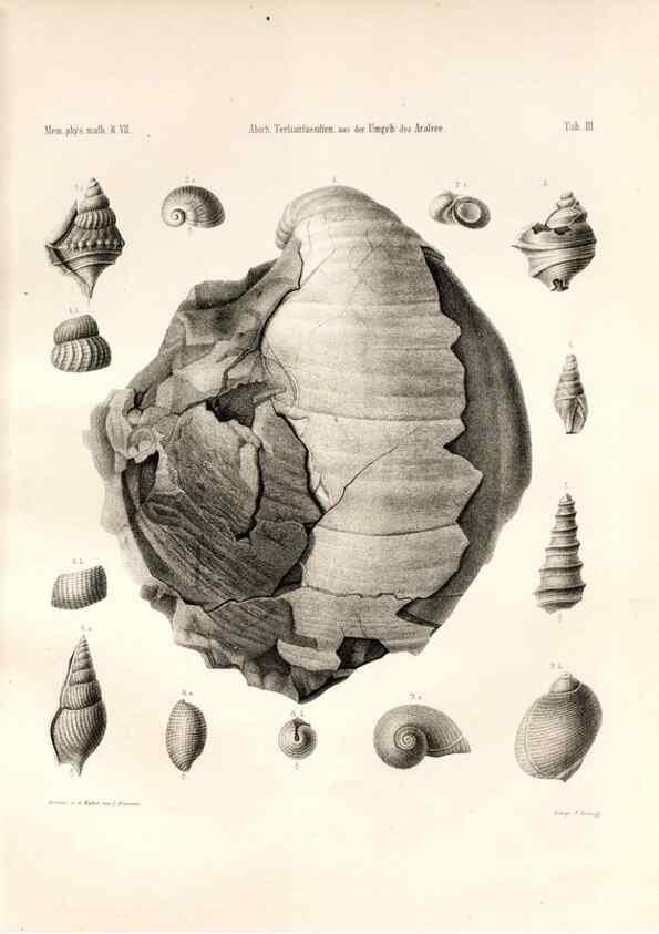 Reproducción/Reproduction 7676316520: Beiträge zur Paläontologie des Asiatischen Russlands /. St. Petersburg :Buchdruckerei der Kaiserlichen Akademie der Wissenschaften,1858.