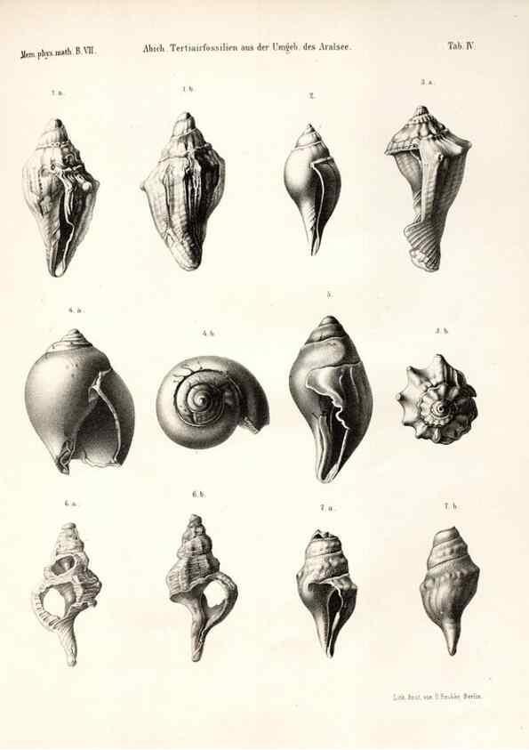 Reproducción/Reproduction 7676317544: Beiträge zur Paläontologie des Asiatischen Russlands /. St. Petersburg :Buchdruckerei der Kaiserlichen Akademie der Wissenschaften,1858.