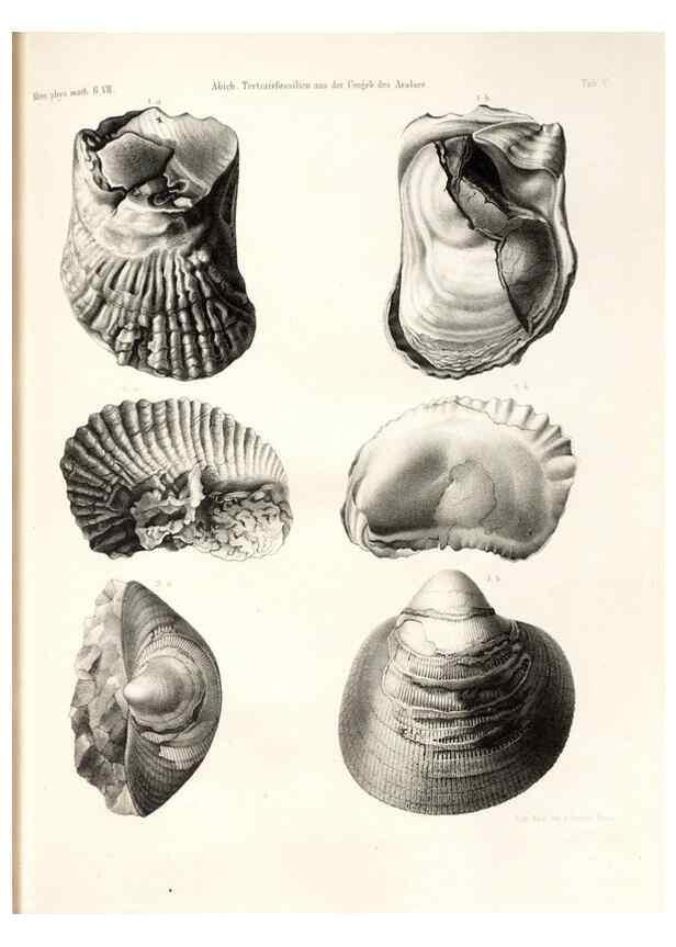 Reproducción/Reproduction 7676318526: Beiträge zur Paläontologie des Asiatischen Russlands /. St. Petersburg :Buchdruckerei der Kaiserlichen Akademie der Wissenschaften,1858.