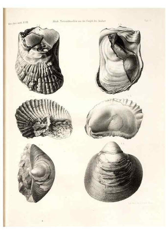 Reproducción/Reproduction 7676318526: Beiträge zur Paläontologie des Asiatischen Russlands /. St. Petersburg :Buchdruckerei der Kaiserlichen Akademie der Wissenschaften,1858.
