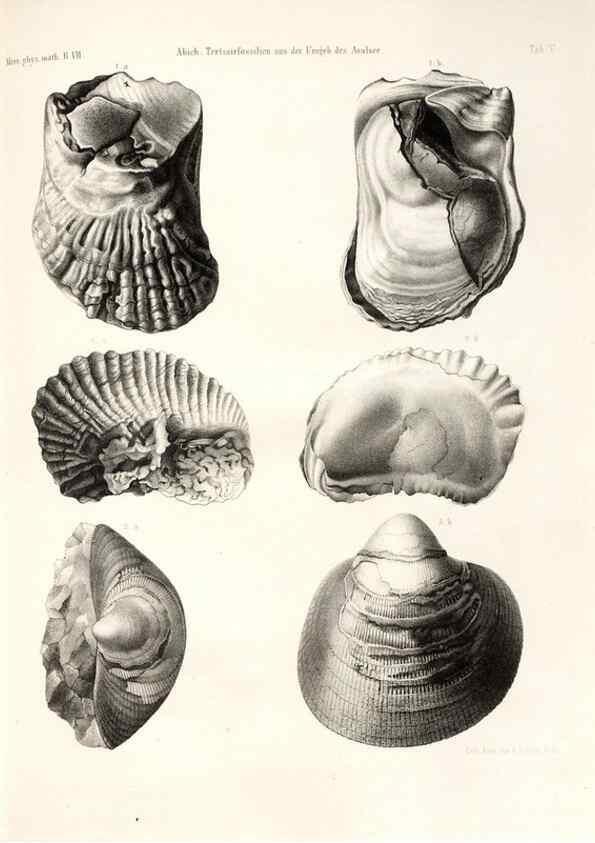 Reproducción/Reproduction 7676318526: Beiträge zur Paläontologie des Asiatischen Russlands /. St. Petersburg :Buchdruckerei der Kaiserlichen Akademie der Wissenschaften,1858.
