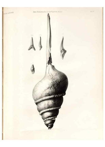 Reproducción/Reproduction 7676319500: Beiträge zur Paläontologie des Asiatischen Russlands /. St. Petersburg :Buchdruckerei der Kaiserlichen Akademie der Wissenschaften,1858.