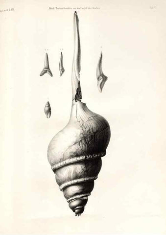 Reproducción/Reproduction 7676319500: Beiträge zur Paläontologie des Asiatischen Russlands /. St. Petersburg :Buchdruckerei der Kaiserlichen Akademie der Wissenschaften,1858.