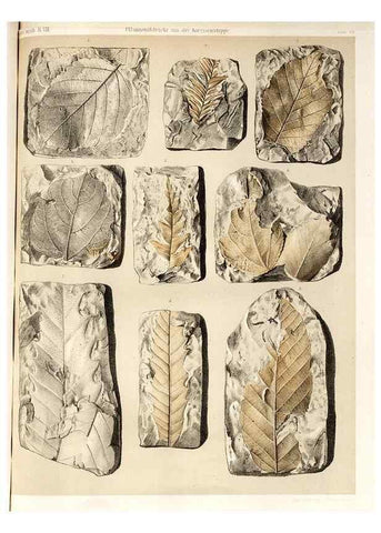 Reproducción/Reproduction 7676320626: Beiträge zur Paläontologie des Asiatischen Russlands /. St. Petersburg :Buchdruckerei der Kaiserlichen Akademie der Wissenschaften,1858.