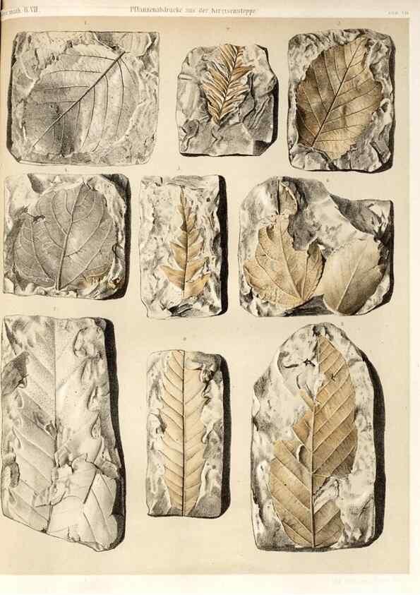 Reproducción/Reproduction 7676320626: Beiträge zur Paläontologie des Asiatischen Russlands /. St. Petersburg :Buchdruckerei der Kaiserlichen Akademie der Wissenschaften,1858.