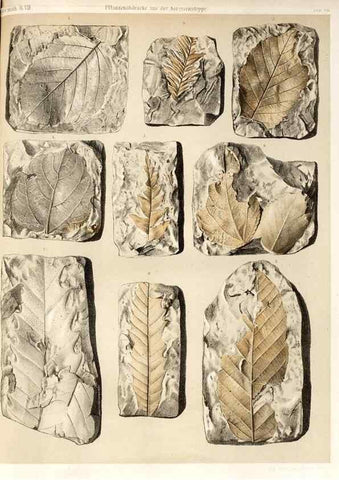 Reproducción/Reproduction 7676320626: Beiträge zur Paläontologie des Asiatischen Russlands /. St. Petersburg :Buchdruckerei der Kaiserlichen Akademie der Wissenschaften,1858.