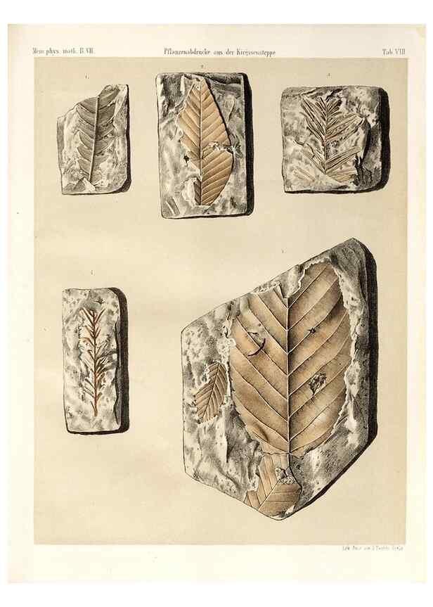 Reproducción/Reproduction 7676321826: Beiträge zur Paläontologie des Asiatischen Russlands /. St. Petersburg :Buchdruckerei der Kaiserlichen Akademie der Wissenschaften,1858.