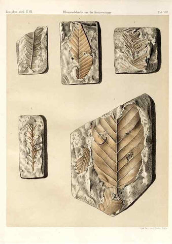Reproducción/Reproduction 7676321826: Beiträge zur Paläontologie des Asiatischen Russlands /. St. Petersburg :Buchdruckerei der Kaiserlichen Akademie der Wissenschaften,1858.