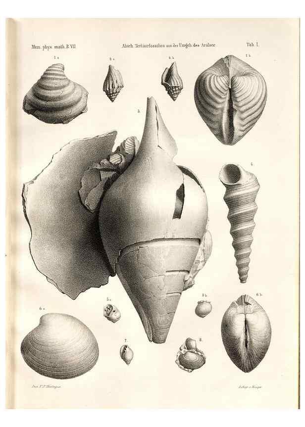 Reproducción/Reproduction 7676314232: Beiträge zur Paläontologie des Asiatischen Russlands /. St. Petersburg :Buchdruckerei der Kaiserlichen Akademie der Wissenschaften,1858.