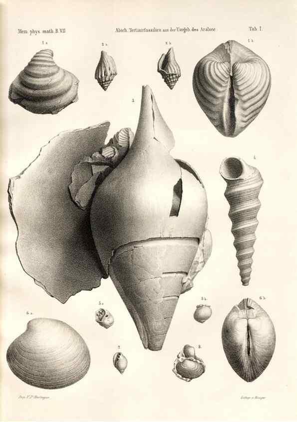 Reproducción/Reproduction 7676314232: Beiträge zur Paläontologie des Asiatischen Russlands /. St. Petersburg :Buchdruckerei der Kaiserlichen Akademie der Wissenschaften,1858.