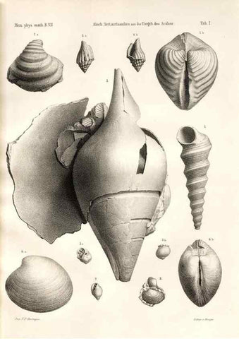 Reproducción/Reproduction 7676314232: Beiträge zur Paläontologie des Asiatischen Russlands /. St. Petersburg :Buchdruckerei der Kaiserlichen Akademie der Wissenschaften,1858.