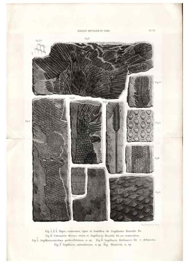 Reproducción/Reproduction 7676547308: Géologie et paléontologie du bassin houiller du Gard /. Saint-Etienne :Théolier,1890.