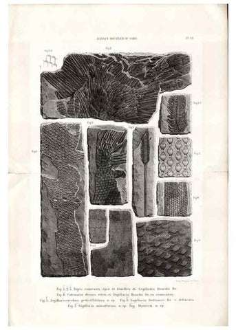 Reproducción/Reproduction 7676547308: Géologie et paléontologie du bassin houiller du Gard /. Saint-Etienne :Théolier,1890.