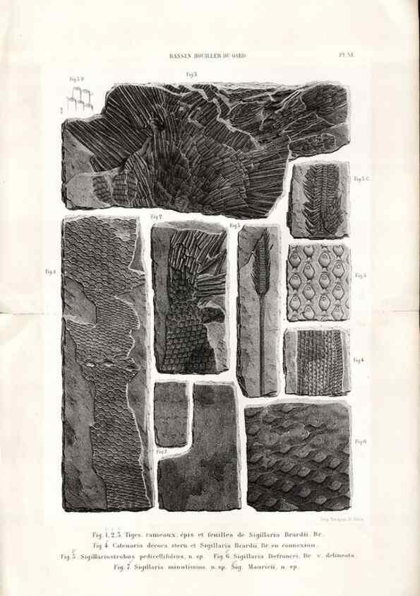 Reproducción/Reproduction 7676547308: Géologie et paléontologie du bassin houiller du Gard /. Saint-Etienne :Théolier,1890.