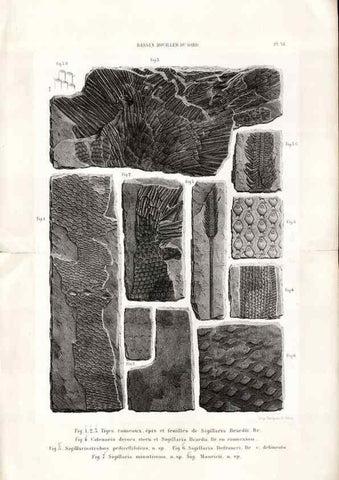 Reproducción/Reproduction 7676547308: Géologie et paléontologie du bassin houiller du Gard /. Saint-Etienne :Théolier,1890.