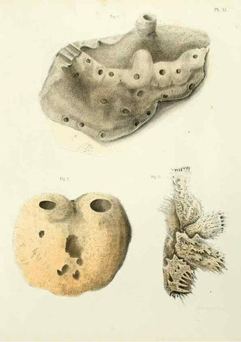 Reproducción/Reproduction 7643326592: Spongiaires de la mer Caraïbe,. Harlem,Les héritiers Loosjes,1864.