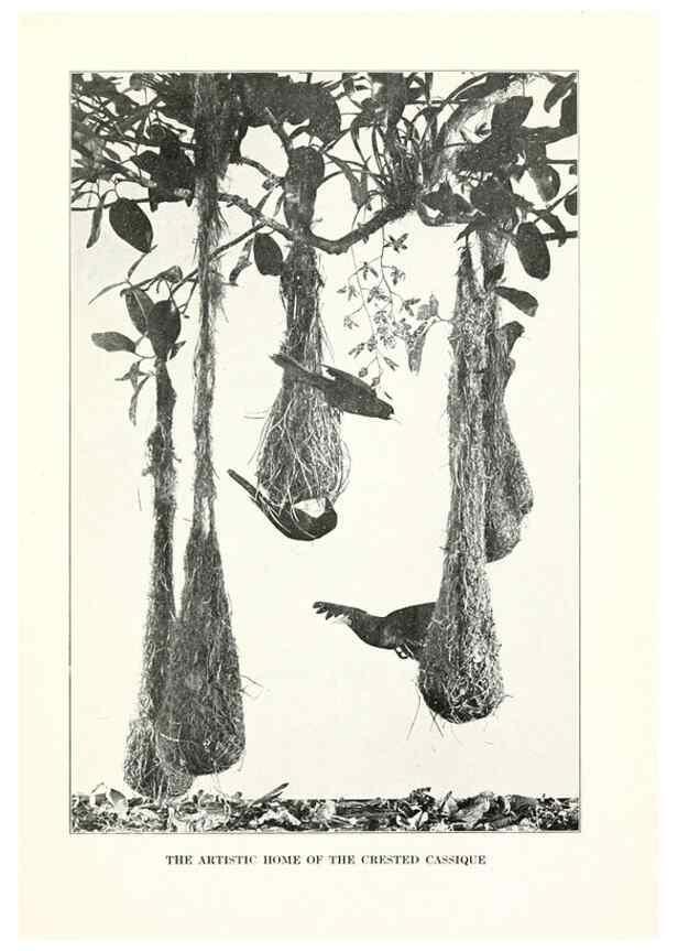 Reproducción/Reproduction 7599632852: The human side of birds,. New York,Frederick A. Stokes company[c1917]