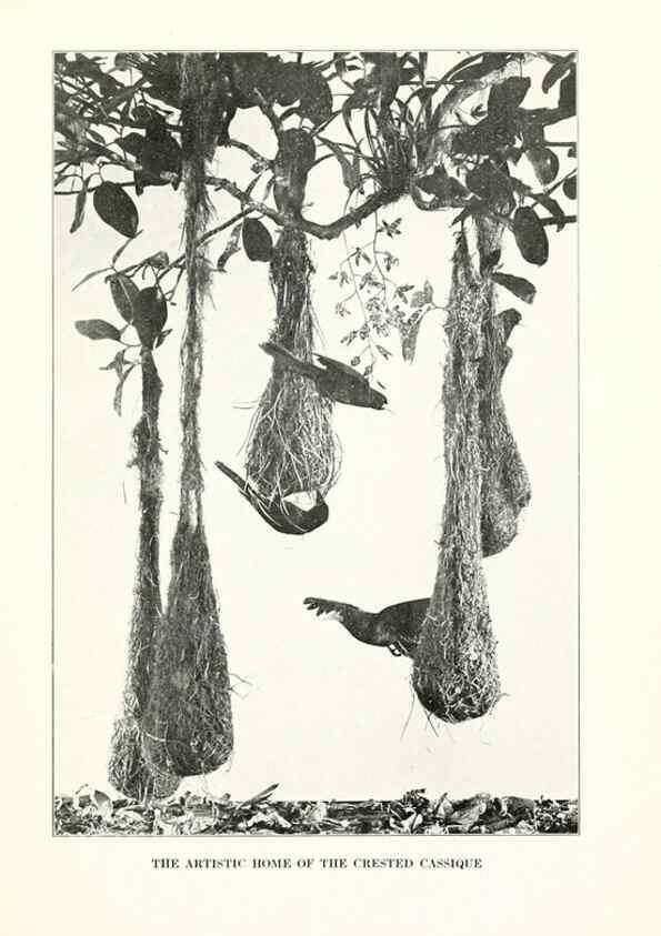 Reproducción/Reproduction 7599632852: The human side of birds,. New York,Frederick A. Stokes company[c1917]