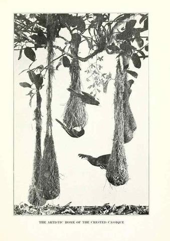 Reproducción/Reproduction 7599632852: The human side of birds,. New York,Frederick A. Stokes company[c1917]