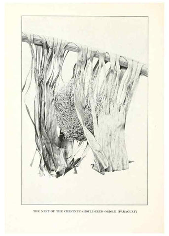 Reproducción/Reproduction 7599634446: The human side of birds,. New York,Frederick A. Stokes company[c1917]