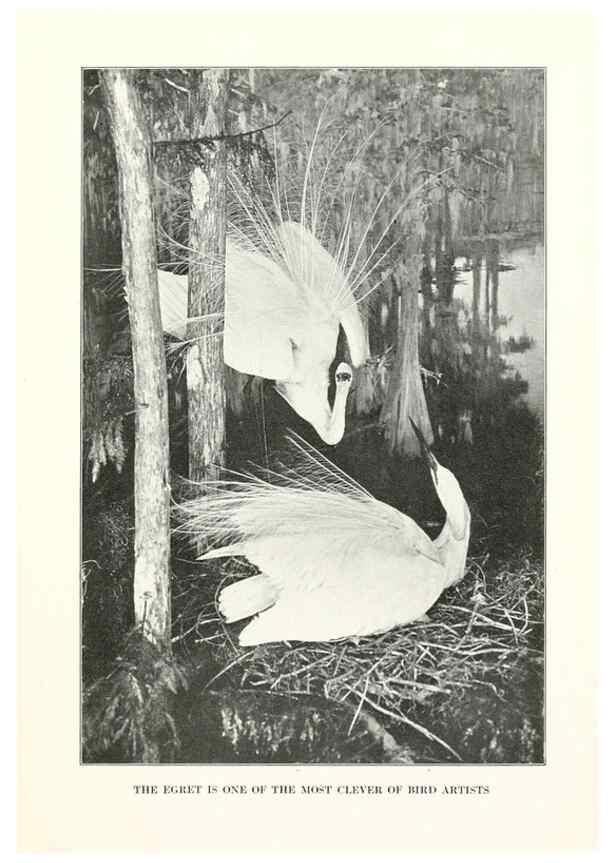 Reproducción/Reproduction 7599635868: The human side of birds,. New York,Frederick A. Stokes company[c1917]