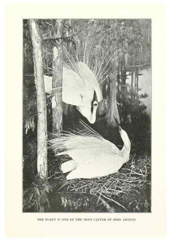 Reproducción/Reproduction 7599635868: The human side of birds,. New York,Frederick A. Stokes company[c1917]