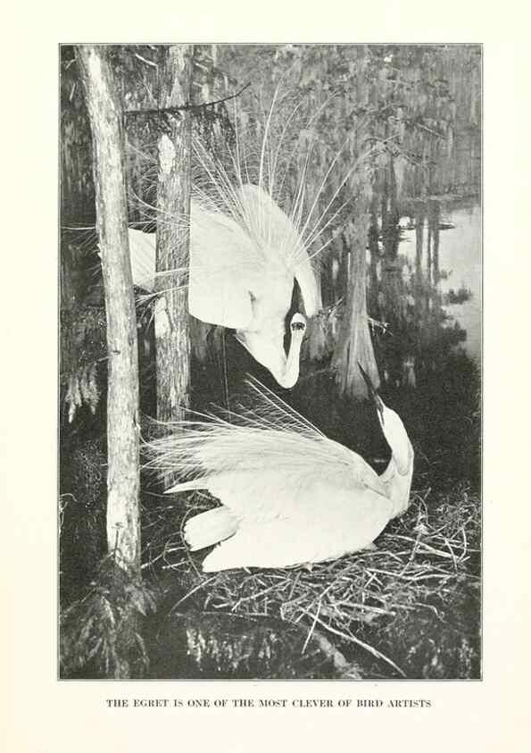 Reproducción/Reproduction 7599635868: The human side of birds,. New York,Frederick A. Stokes company[c1917]