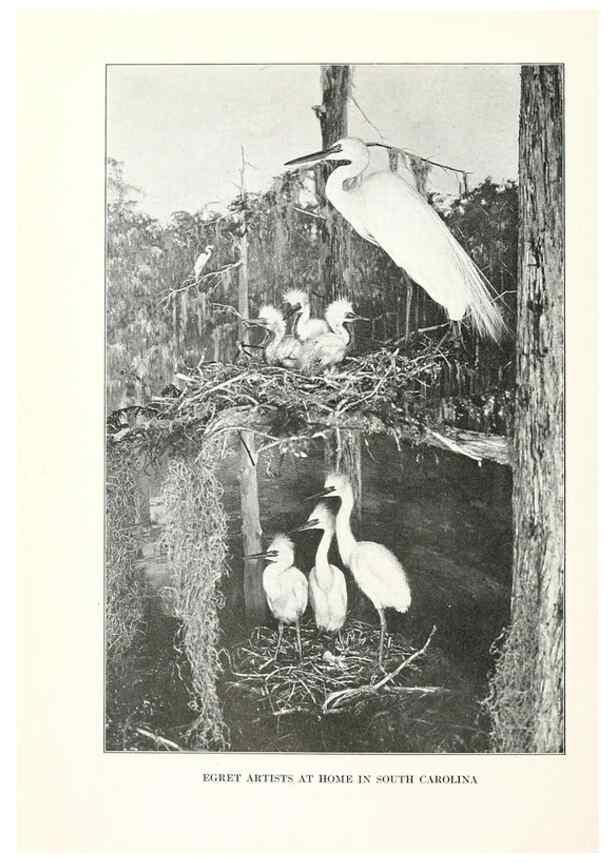Reproducción/Reproduction 7599637474: The human side of birds,. New York,Frederick A. Stokes company[c1917]