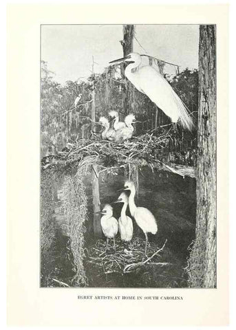Reproducción/Reproduction 7599637474: The human side of birds,. New York,Frederick A. Stokes company[c1917]