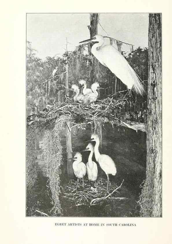 Reproducción/Reproduction 7599637474: The human side of birds,. New York,Frederick A. Stokes company[c1917]