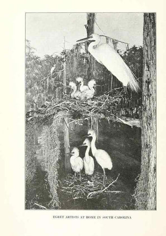 Reproducción/Reproduction 7599637474: The human side of birds,. New York,Frederick A. Stokes company[c1917]