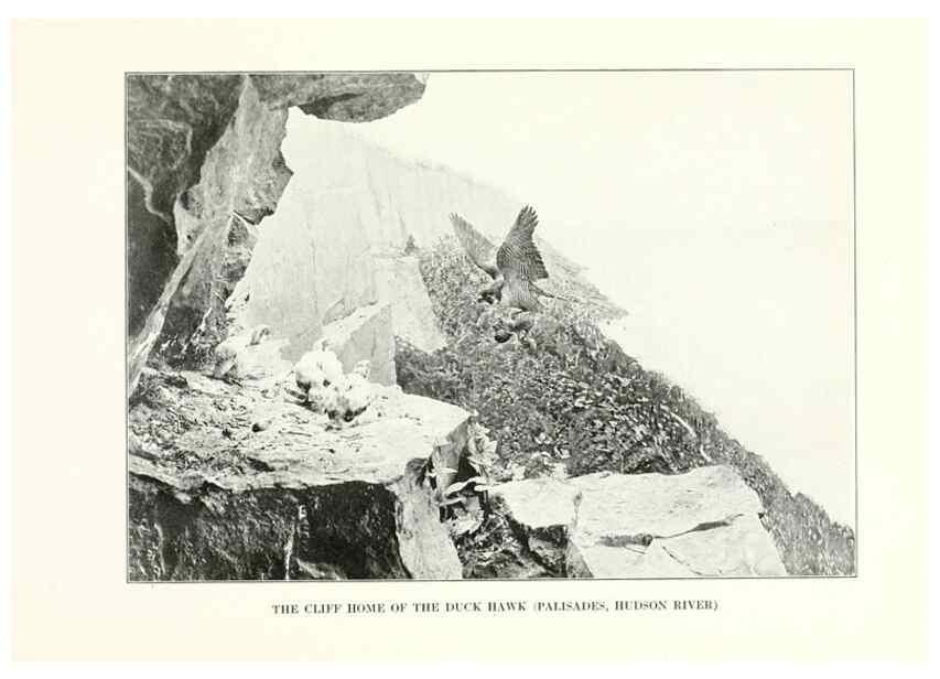 Reproducción/Reproduction 7599638738: The human side of birds,. New York,Frederick A. Stokes company[c1917]