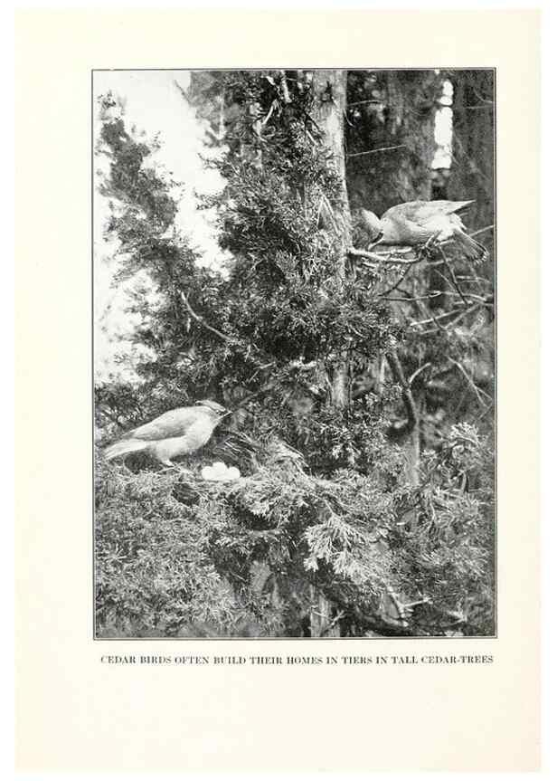 Reproducción/Reproduction 7599640374: The human side of birds,. New York,Frederick A. Stokes company[c1917]