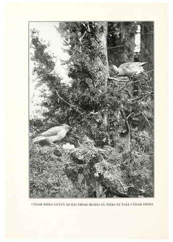 Reproducción/Reproduction 7599640374: The human side of birds,. New York,Frederick A. Stokes company[c1917]