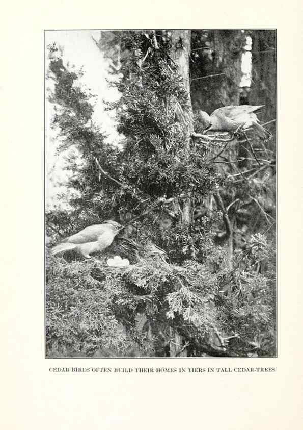 Reproducción/Reproduction 7599640374: The human side of birds,. New York,Frederick A. Stokes company[c1917]