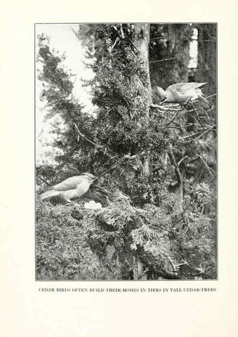 Reproducción/Reproduction 7599640374: The human side of birds,. New York,Frederick A. Stokes company[c1917]