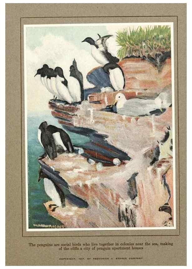 Reproducción/Reproduction 7599642052: The human side of birds,. New York,Frederick A. Stokes company[c1917]