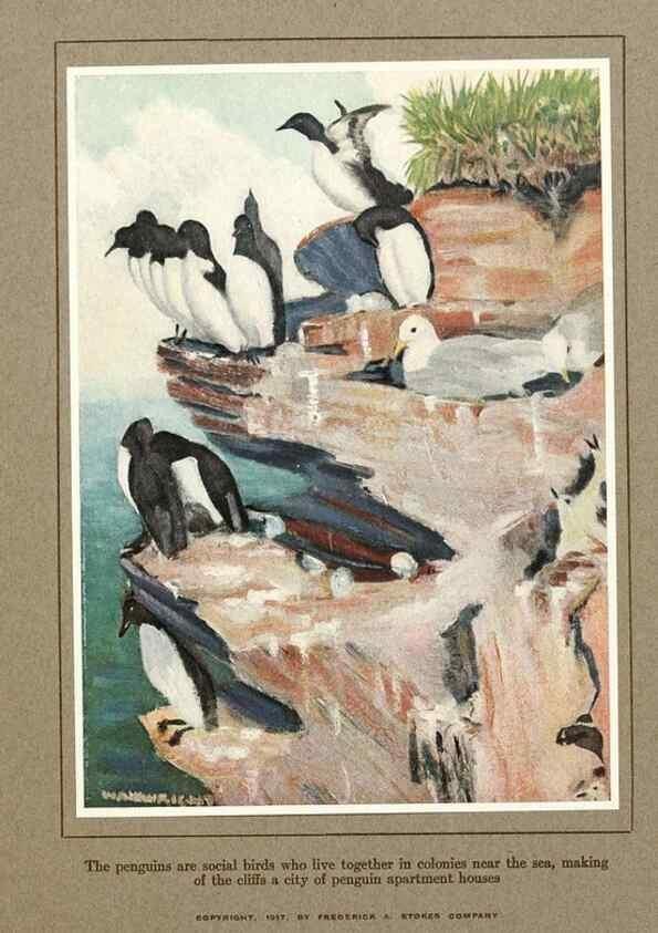 Reproducción/Reproduction 7599642052: The human side of birds,. New York,Frederick A. Stokes company[c1917]