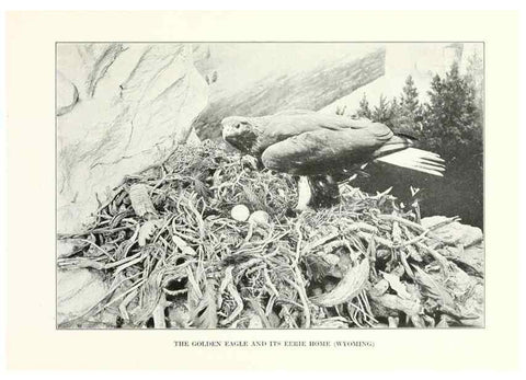 Reproducción/Reproduction 7599643700: The human side of birds,. New York,Frederick A. Stokes company[c1917]