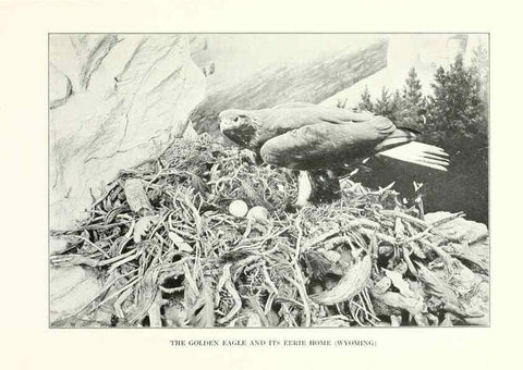 Reproducción/Reproduction 7599643700: The human side of birds,. New York,Frederick A. Stokes company[c1917]
