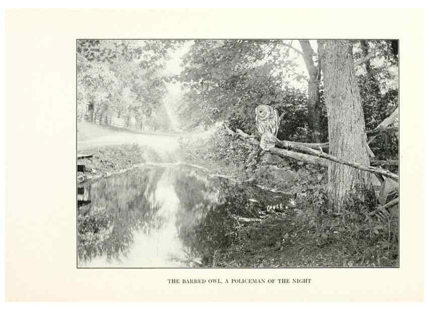 Reproducción/Reproduction 7599645140: The human side of birds,. New York,Frederick A. Stokes company[c1917]