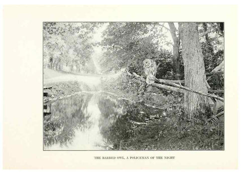 Reproducción/Reproduction 7599645140: The human side of birds,. New York,Frederick A. Stokes company[c1917]
